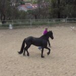 Horse walking with trainer.