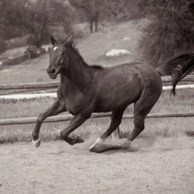 Horse running in the arena