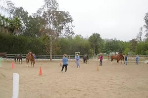 Training horses in the ring