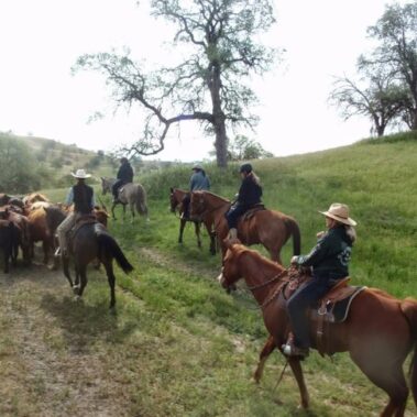 Herding cows across a field