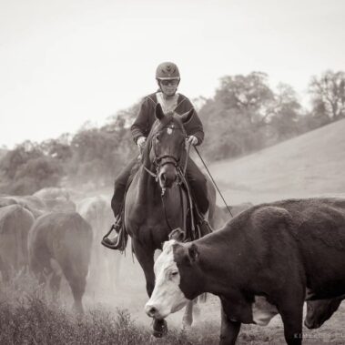 Debbie herding cows on Troubadour