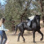Debbie training a black horse