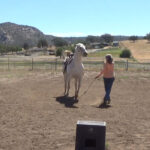 Debbie teaching a white horse to run and jump
