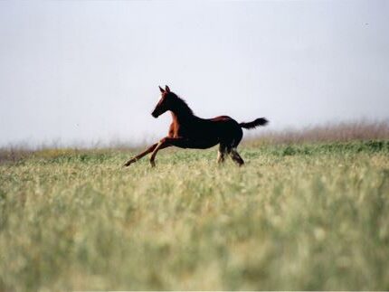 Cheyenne the horse running free in a field