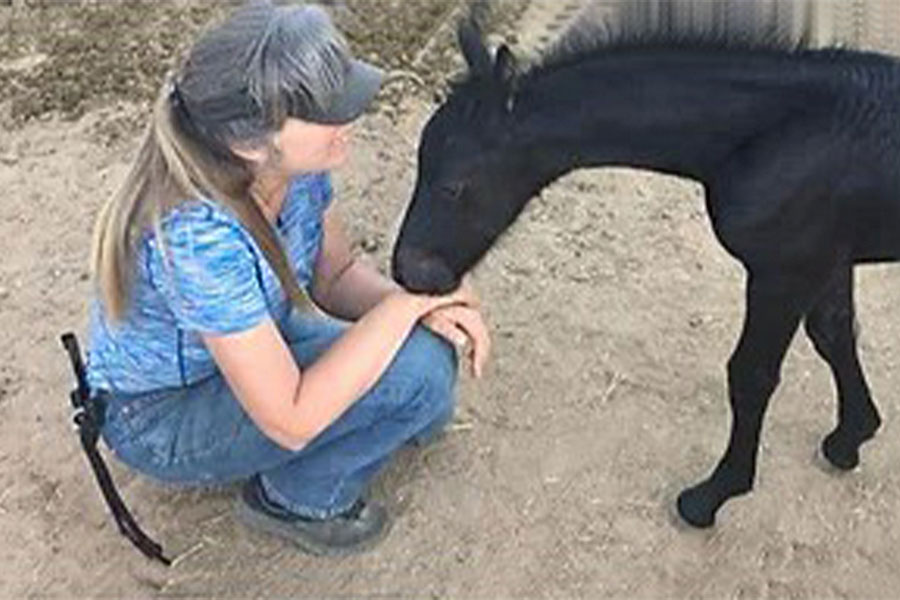 Debbie with baby black horse