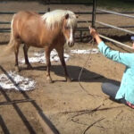 Teaching a mini horse to trust again