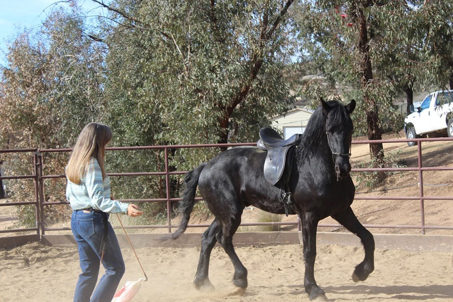Debbie training a horse some skills