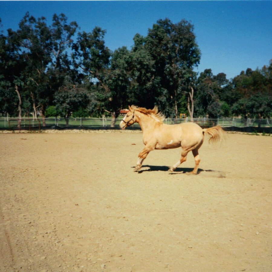 A horse running around
