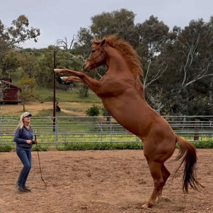 Debbie training a horse and the horse is on his back legs.