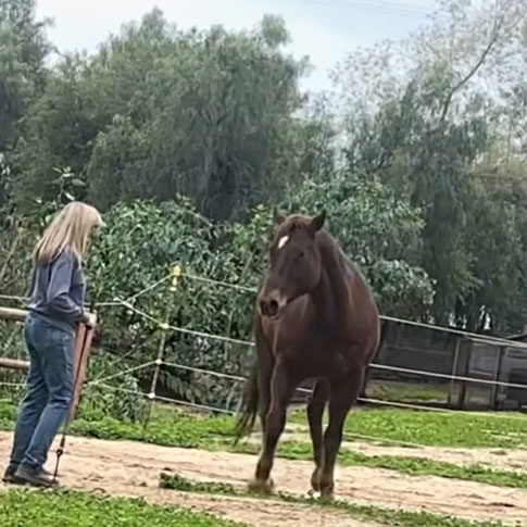 Debbie Steglic, a horse trainer in San Diego training a dark brown horse.
