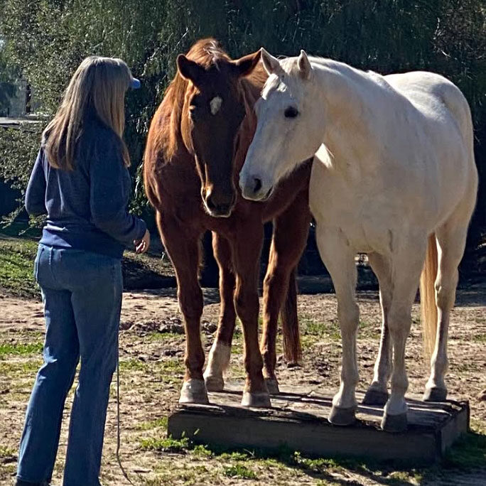 Horse training with Debbie Steglic and she is with a brown and and white horse together.