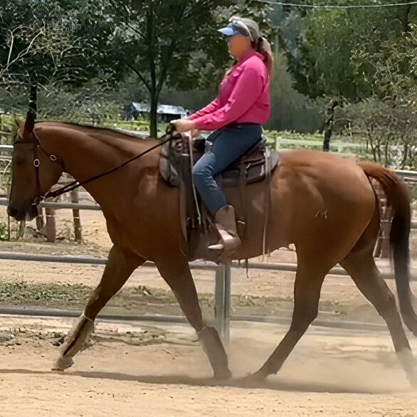 Horse instructor Debbie Steglic riding a brown horse.
