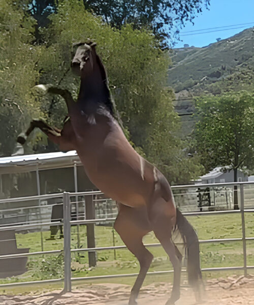 Brown horse up on his back legs.