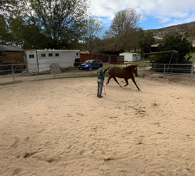A man training to work with his horse with Debbie Steglic.