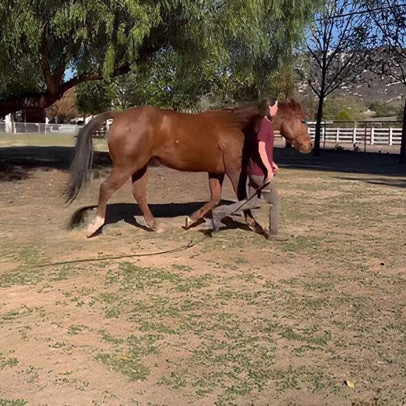 Man learning to walk with his horse with Debbie Steglic.